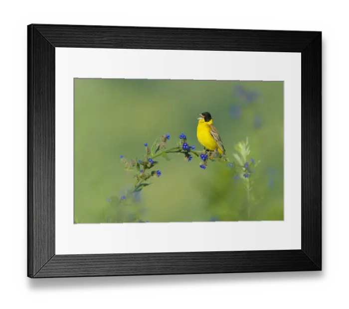 Framed Print : Black-headed bunting (Emberiza melanocephala) male perched singing, Bulgaria, May 2008