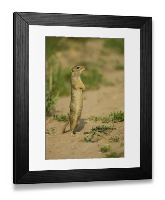 Framed Print : European souslik / ground squirrel (Spermophilus citellus) standing up, Bulgaria Framed Print : European souslik / ground squirrel (Spermophilus citellus) standing up, Bulgaria