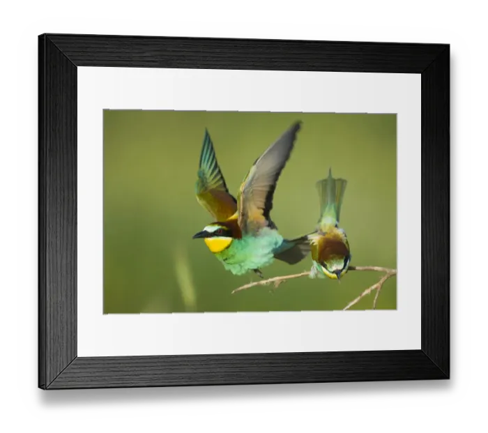 Framed Print : European bee-eater (Merops apiaster) pair in courtship display, Bulgaria, May 2008