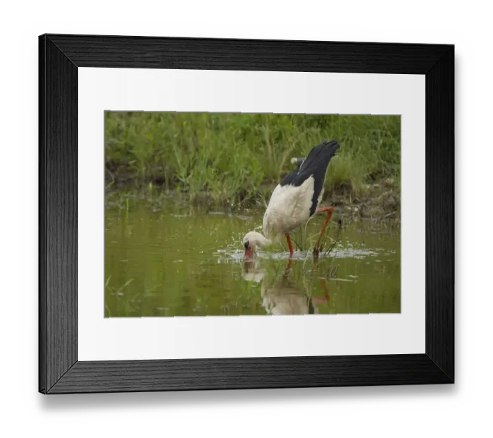 Framed Print : White Stork (Ciconia ciconia) feeding in water, Bulgaria, May 2008, sequence 2 / 3 Framed Print : White Stork (Ciconia ciconia) feeding in water, Bulgaria, May 2008, sequence 2 / 3
