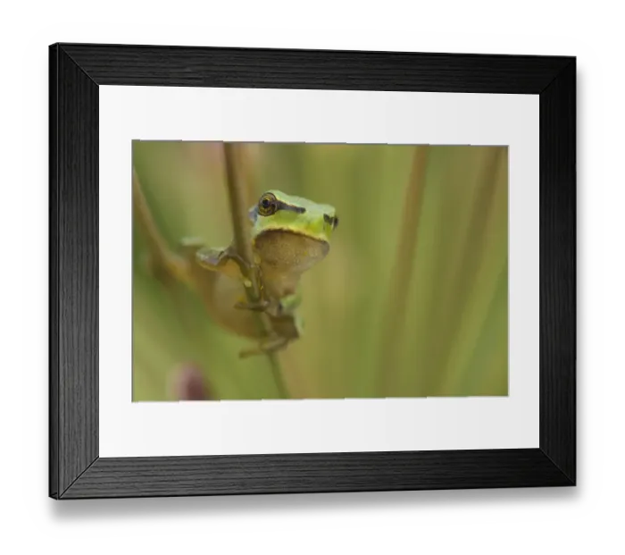 Framed Print : Common tree frog (Hyla arborea) on flowering Rush (Butomus umbellatus) Bulgaria, May 2008 Framed Print : Common tree frog (Hyla arborea) on flowering Rush (Butomus umbellatus) Bulgaria, May 2008