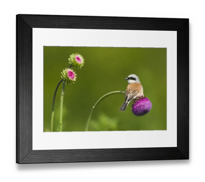 Framed Print : Red-backed Shrike male (Lanius collurio) male perched on Musk thistle (Carduus nutans) Bulgaria Framed Print : Red-backed Shrike male (Lanius collurio) male perched on Musk thistle (Carduus nutans) Bulgaria