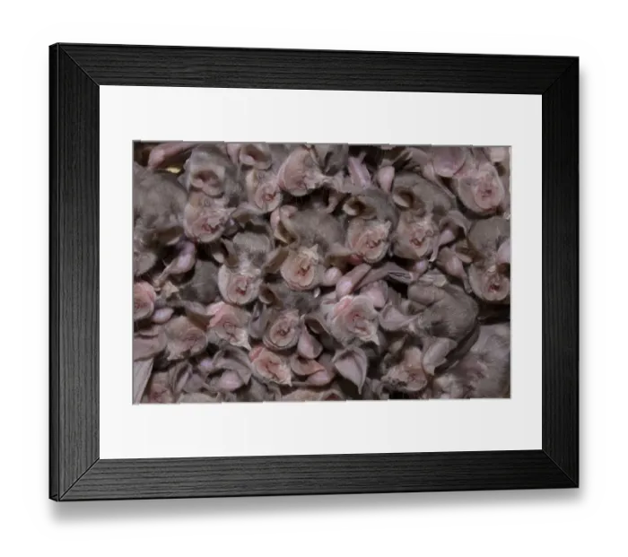 Framed Print : Juvenile Mehelys horseshoe bats (Rhinolophus mehelyi) roosing in cave, Bulgaria Framed Print : Juvenile Mehelys horseshoe bats (Rhinolophus mehelyi) roosing in cave, Bulgaria