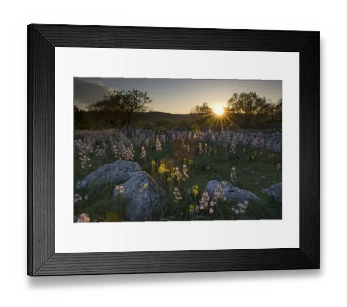 Framed Print : Flowers in landscape, Gargano National Park, Gargano Peninsula, Apulia, Italy, April 2008 Framed Print : Flowers in landscape, Gargano National Park, Gargano Peninsula, Apulia, Italy, April 2008