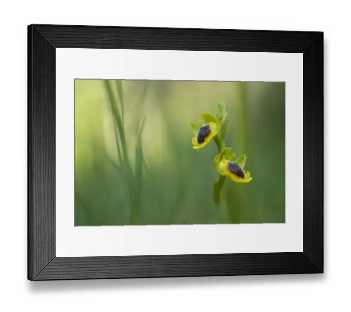 Framed Print : Yellow ophrys orchid (Ophrys lutea) in flower, Gargano National Park, Gargano Peninsula Framed Print : Yellow ophrys orchid (Ophrys lutea) in flower, Gargano National Park, Gargano Peninsula