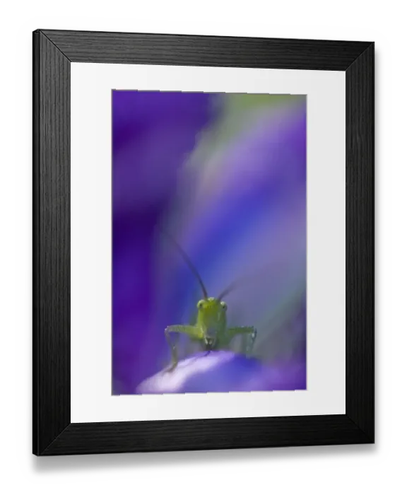 Framed Print : Great green bush cricket (Tettigonia viridissima) on purple flower, Gargano National Park Framed Print : Great green bush cricket (Tettigonia viridissima) on purple flower, Gargano National Park