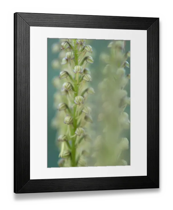 Framed Print : Man orchid (Orchis anthropophora) in flower, Gargano National Park, Gargano Peninsula Framed Print : Man orchid (Orchis anthropophora) in flower, Gargano National Park, Gargano Peninsula