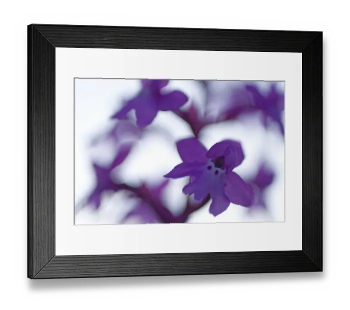Framed Print : Four-spotted orchid (Orchis quadripunctata) in flower, Monte Sacro, Gargano National Park Framed Print : Four-spotted orchid (Orchis quadripunctata) in flower, Monte Sacro, Gargano National Park
