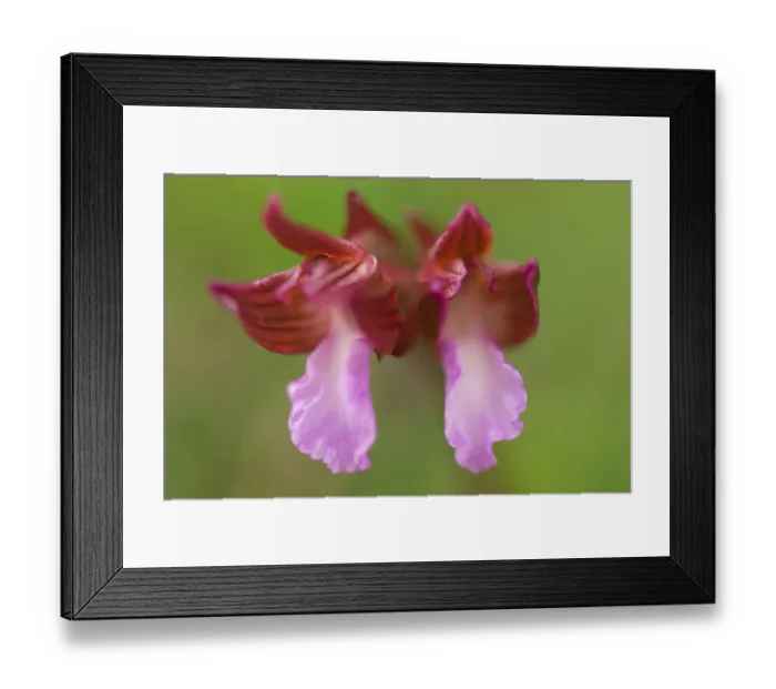 Framed Print : Butterfly orchid (Anacamptis papilionacea) close-up of flower, Gargano National Park Framed Print : Butterfly orchid (Anacamptis papilionacea) close-up of flower, Gargano National Park