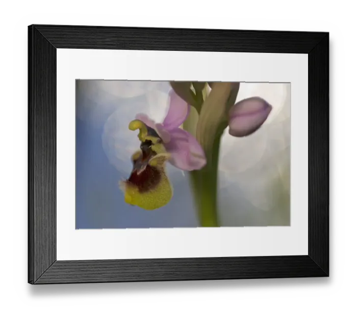Framed Print : Sawfly orchid (Ophrys tenthredinifera) flower, Gargano National Park, Gargano Peninsula