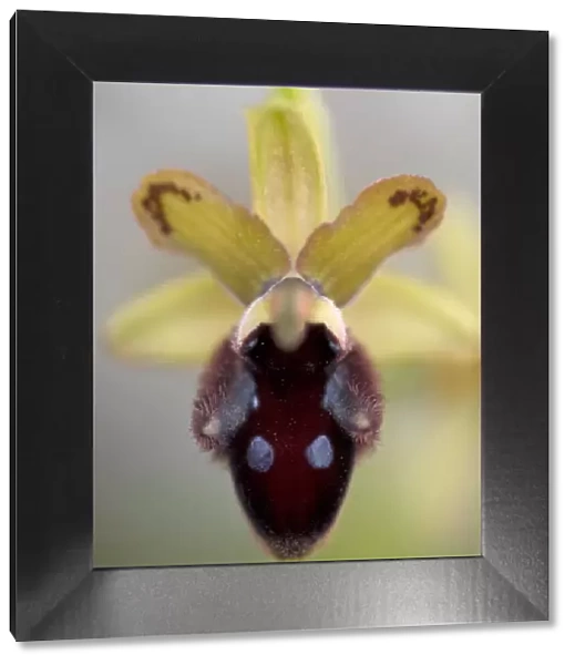 Promontory orchid (Ophrys promontorii) flower, Monte Sacro, Gargano National Park