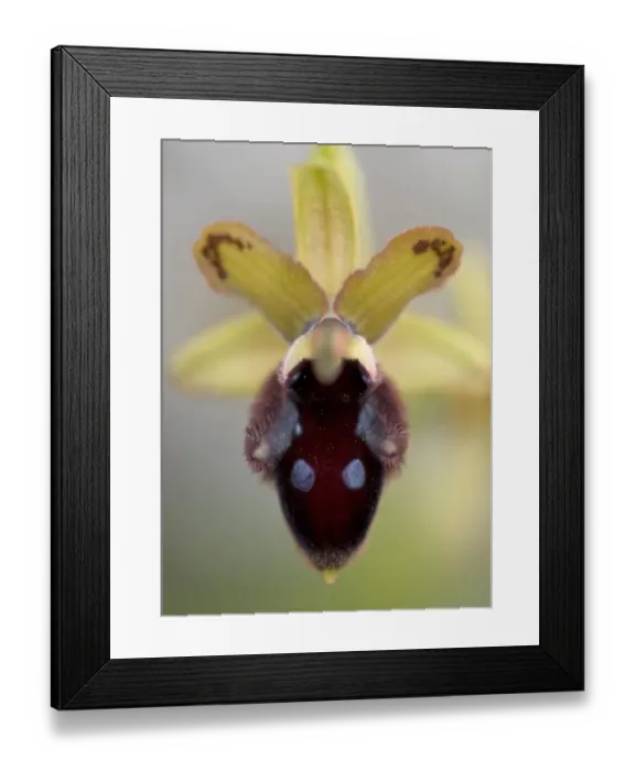 Framed Print : Promontory orchid (Ophrys promontorii) flower, Monte Sacro, Gargano National Park Framed Print : Promontory orchid (Ophrys promontorii) flower, Monte Sacro, Gargano National Park