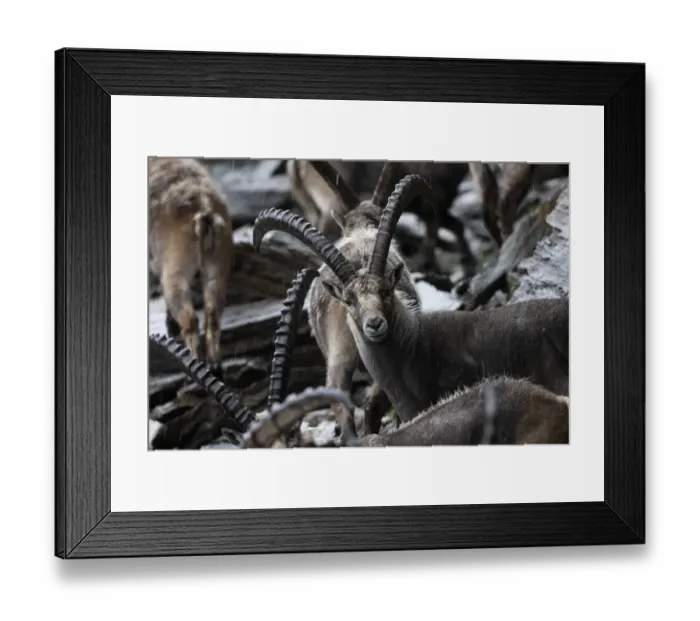 Framed Print : Alpine ibex (Capra ibex ibex) Hohe Tauern National Park, Austria, July 2008 Framed Print : Alpine ibex (Capra ibex ibex) Hohe Tauern National Park, Austria, July 2008