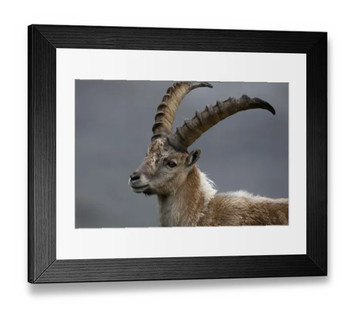 Framed Print : Alpine ibex (Capra ibex ibex) portrait, Hohe Tauern National Park, Austria, July 2008 Framed Print : Alpine ibex (Capra ibex ibex) portrait, Hohe Tauern National Park, Austria, July 2008