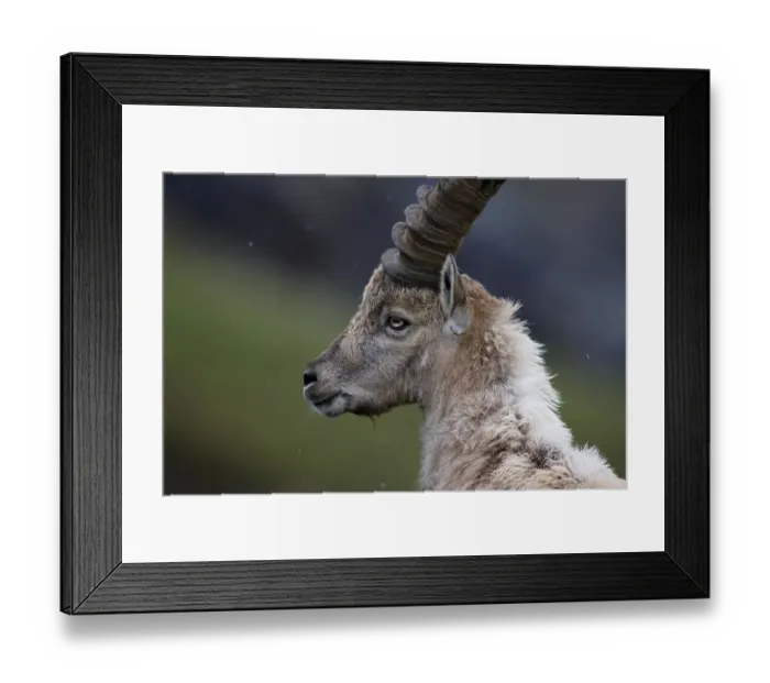 Framed Print : Alpine ibex (Capra ibex ibex) portrait, Hohe Tauern National Park, Austria, July 2008 Framed Print : Alpine ibex (Capra ibex ibex) portrait, Hohe Tauern National Park, Austria, July 2008