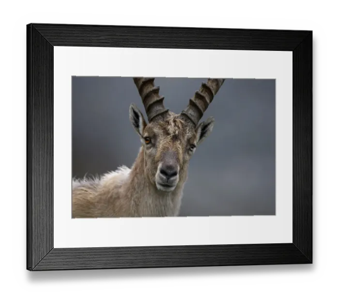 Framed Print : Alpine ibex (Capra ibex ibex) portrait, Hohe Tauern National Park, Austria, July 2008 Framed Print : Alpine ibex (Capra ibex ibex) portrait, Hohe Tauern National Park, Austria, July 2008