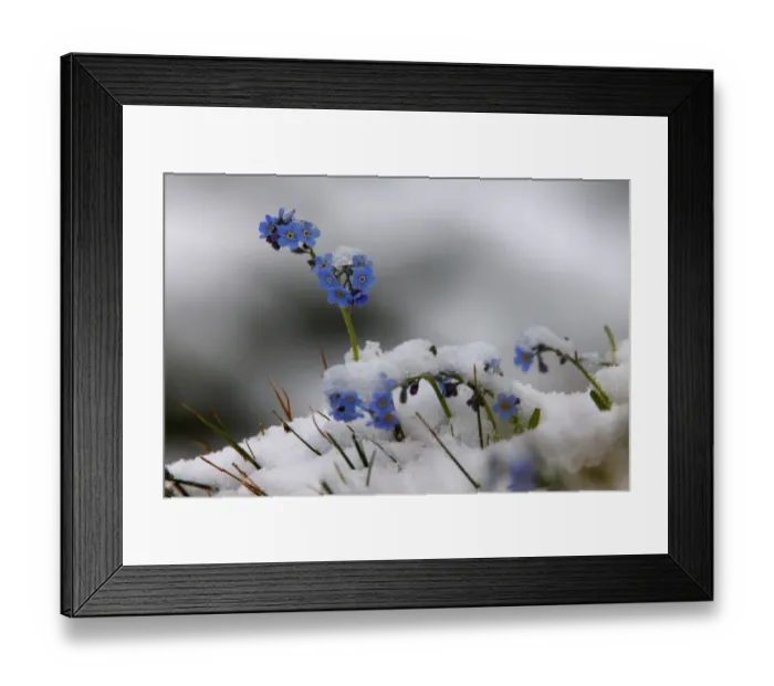 Framed Print : Alpine forget-me-not (Myosotis sp) flowers in the snow, Hohe Tauern National Park Framed Print : Alpine forget-me-not (Myosotis sp) flowers in the snow, Hohe Tauern National Park