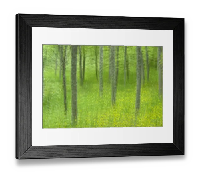 Framed Print : Abstract Foresta Umbra, Gargano National Park, Gargano Peninsula, Apulia, Italy Framed Print : Abstract Foresta Umbra, Gargano National Park, Gargano Peninsula, Apulia, Italy