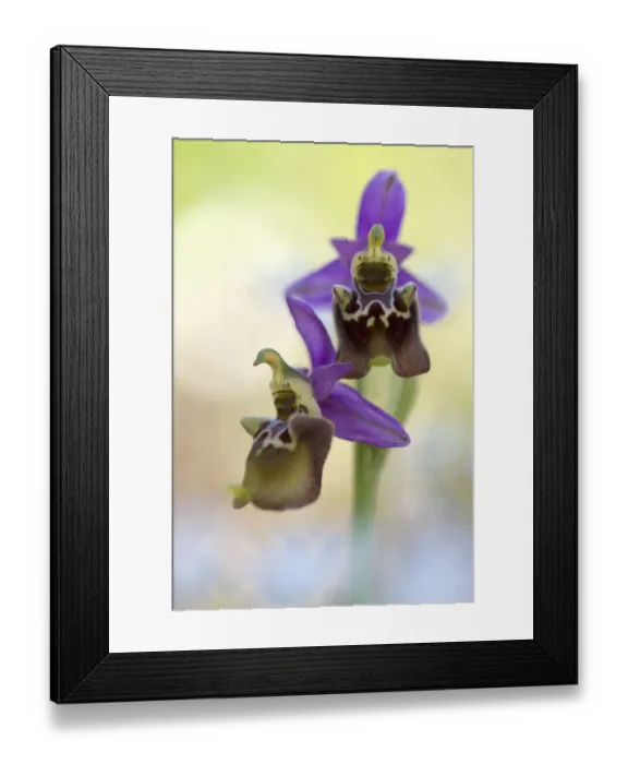 Framed Print : Orchid (Ophrys apulica) in flower, Vieste, Gargano National Park, Gargano Peninsula Framed Print : Orchid (Ophrys apulica) in flower, Vieste, Gargano National Park, Gargano Peninsula