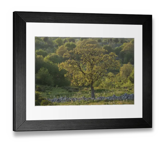 Framed Print : Downy oak (Quercus pubescens), Monte Sacro, Gargano National Park, Gargano Peninsula Framed Print : Downy oak (Quercus pubescens), Monte Sacro, Gargano National Park, Gargano Peninsula