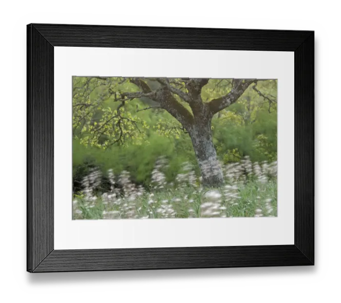 Framed Print : Downy oak (Quercus pubescens) surrounded by wild flowers, Monte Sacro, Gargano National Park Framed Print : Downy oak (Quercus pubescens) surrounded by wild flowers, Monte Sacro, Gargano National Park