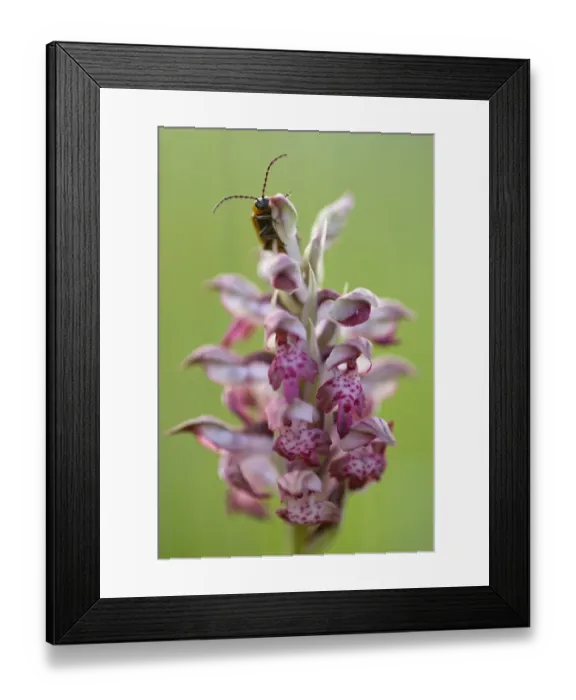 Framed Print : Fragrant Bug orchid (Anacamptis / Orchis coriophora fragrans) in flower with an insect on it Framed Print : Fragrant Bug orchid (Anacamptis / Orchis coriophora fragrans) in flower with an insect on it