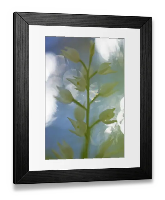 Framed Print : Long leaved helleborine (Cephalanthera longifolia) in flower, Monte Sacro, Gargano National Park Framed Print : Long leaved helleborine (Cephalanthera longifolia) in flower, Monte Sacro, Gargano National Park