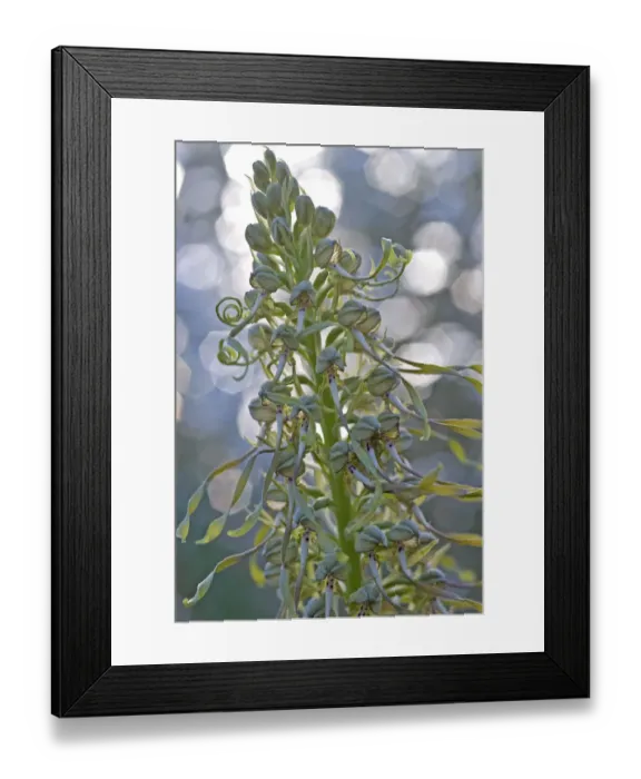 Framed Print : Lizard orchid (Himantoglossum hircinum) Gargano National Park, Gargano Peninsula Framed Print : Lizard orchid (Himantoglossum hircinum) Gargano National Park, Gargano Peninsula