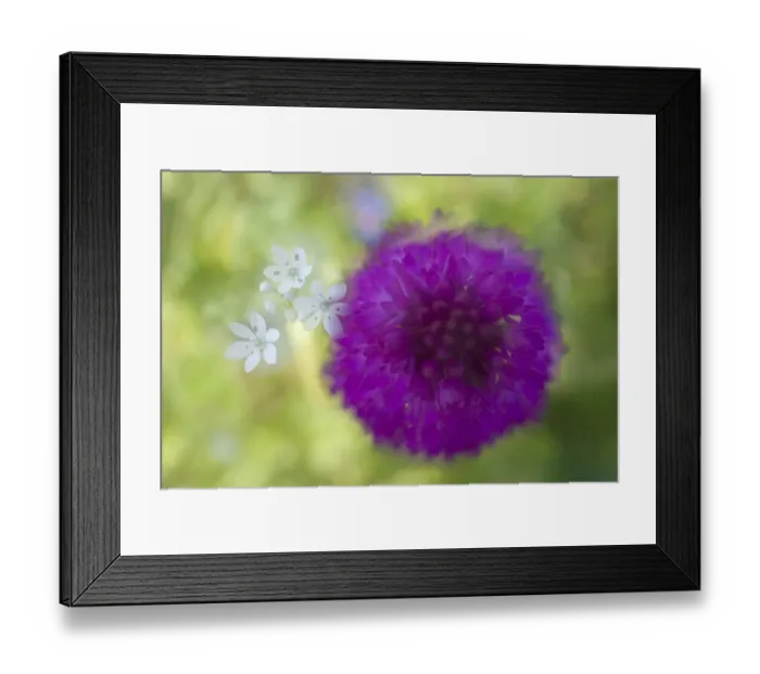 Framed Print : Pyramidal orchid (Anacamptis pyramidalis) flower, Vieste, Gargano National Park, Gargano Peninsula Framed Print : Pyramidal orchid (Anacamptis pyramidalis) flower, Vieste, Gargano National Park, Gargano Peninsula