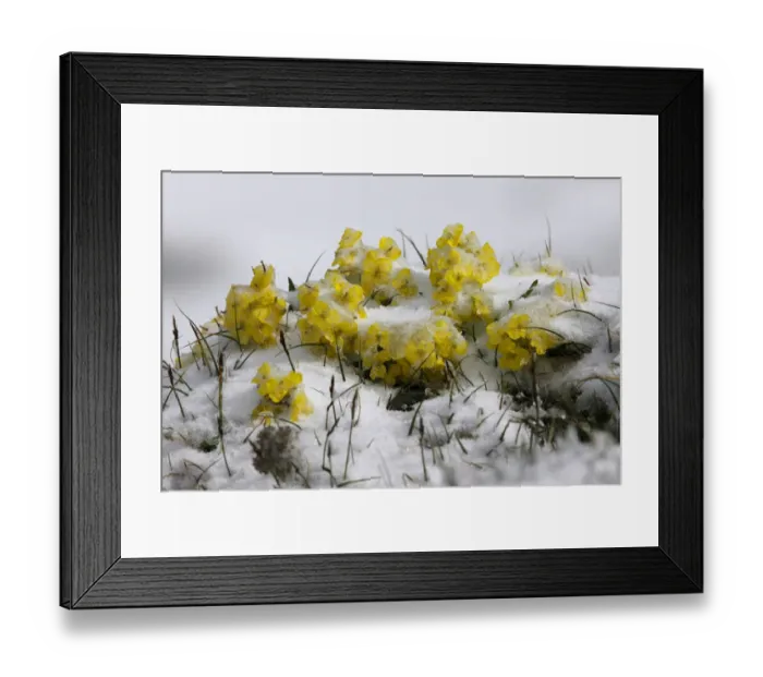 Framed Print : Alpine flowers (Draba sp)? in the snow, Hohe Tauern National Park, Austria, July 2008 Framed Print : Alpine flowers (Draba sp)? in the snow, Hohe Tauern National Park, Austria, July 2008