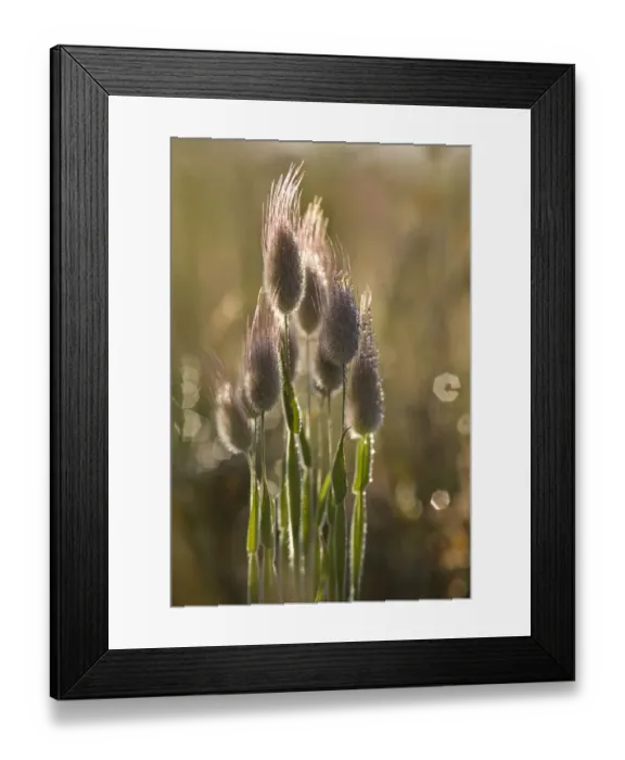 Framed Print : Grass seed heads, Apulia, Gargano National Park, Gargano Peninsula, Italy, May 2008 Framed Print : Grass seed heads, Apulia, Gargano National Park, Gargano Peninsula, Italy, May 2008