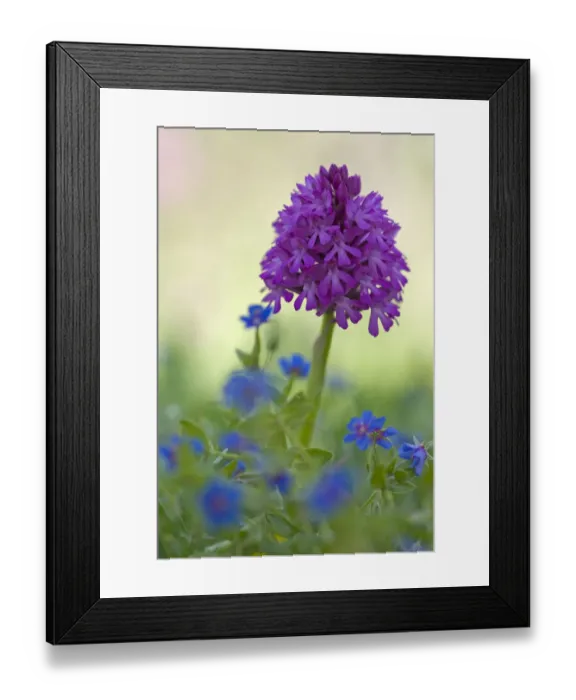 Framed Print : Pyramidal orchid (Anacamptis pyramidalis) in flower, Vieste, Gargano National Park Framed Print : Pyramidal orchid (Anacamptis pyramidalis) in flower, Vieste, Gargano National Park