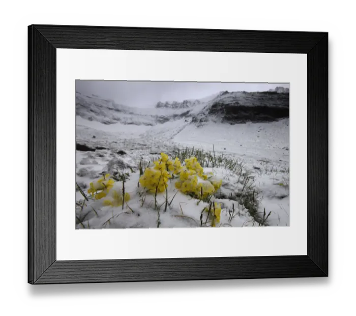 Framed Print : Alpine flowers (Draba sp) in the snow, Hohe Tauern National Park, Austria, July 2008 Framed Print : Alpine flowers (Draba sp) in the snow, Hohe Tauern National Park, Austria, July 2008