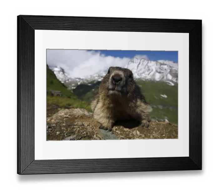 Framed Print : Alpine marmot (Marmota marmota) portrait, Hohe Tauern National Park, Austria, July 2008 Framed Print : Alpine marmot (Marmota marmota) portrait, Hohe Tauern National Park, Austria, July 2008