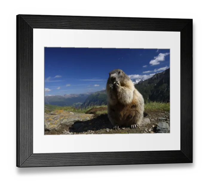 Framed Print : Alpine marmot (Marmota marmota) feeding, Hohe Tauern National Park, Austria, July 2008 Framed Print : Alpine marmot (Marmota marmota) feeding, Hohe Tauern National Park, Austria, July 2008