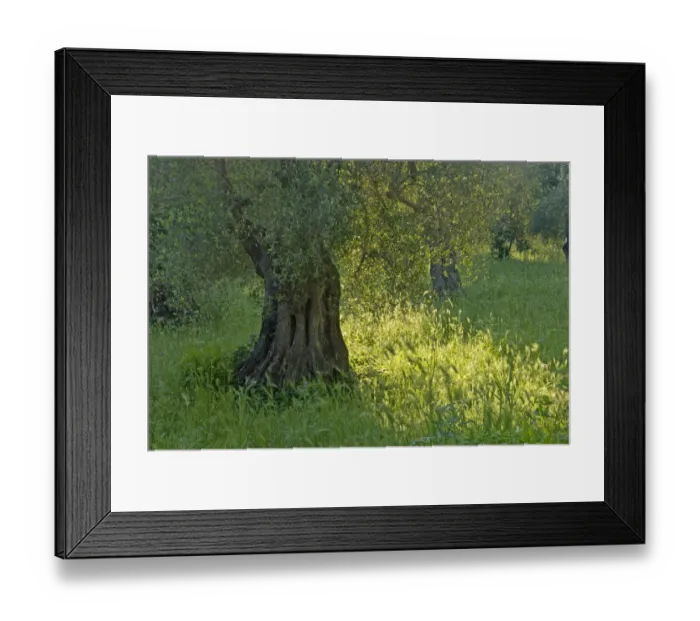 Framed Print : Olive grove (Olea europaea) Vieste, Gargano National Park, Gargano Peninsula, Apulia Framed Print : Olive grove (Olea europaea) Vieste, Gargano National Park, Gargano Peninsula, Apulia