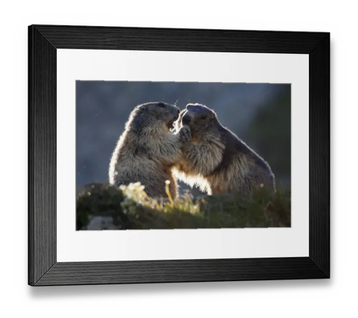 Framed Print : Alpine marmots (Marmota marmota) playing, Hohe Tauern National Park, Austria, July 2008 Framed Print : Alpine marmots (Marmota marmota) playing, Hohe Tauern National Park, Austria, July 2008