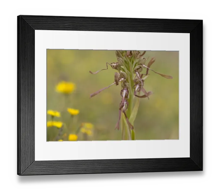 Framed Print : Lizard orchid (Himantoglossum hircinum) Gargano National Park, Gargano Peninsula Framed Print : Lizard orchid (Himantoglossum hircinum) Gargano National Park, Gargano Peninsula