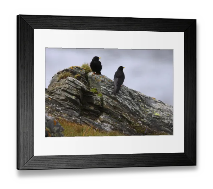 Framed Print : Two Alpine choughs (Pyrrhocorax graculus) on a rock, Hohe Tauern National Park, Austria Framed Print : Two Alpine choughs (Pyrrhocorax graculus) on a rock, Hohe Tauern National Park, Austria