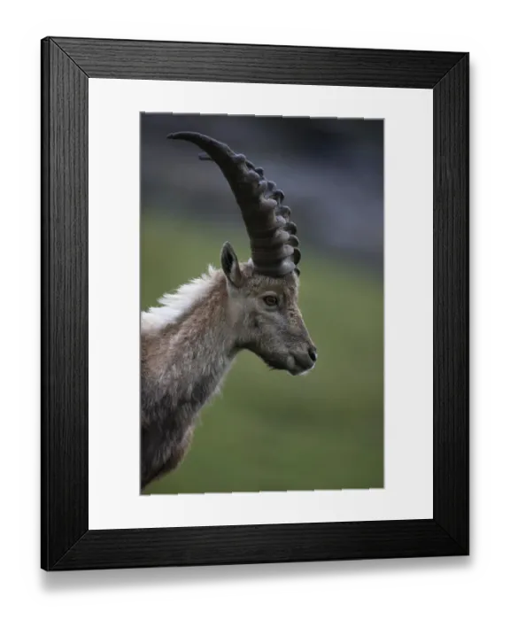 Framed Print : Alpine ibex (Capra ibex ibex) portrait, Hohe Tauern National Park, Austria, July 2008 Framed Print : Alpine ibex (Capra ibex ibex) portrait, Hohe Tauern National Park, Austria, July 2008