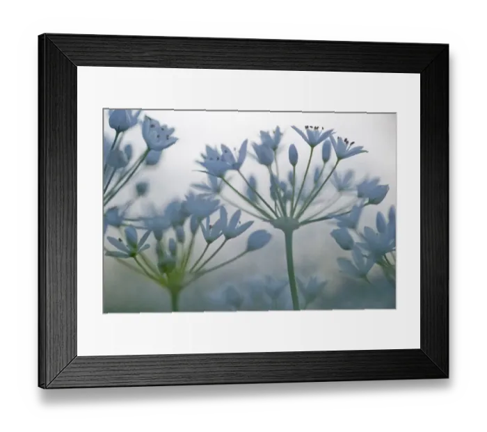 Framed Print : Naples Garlic (Allium neapolitanum) in flower, Vieste, Gargano National Park, Gargano Peninsula Framed Print : Naples Garlic (Allium neapolitanum) in flower, Vieste, Gargano National Park, Gargano Peninsula