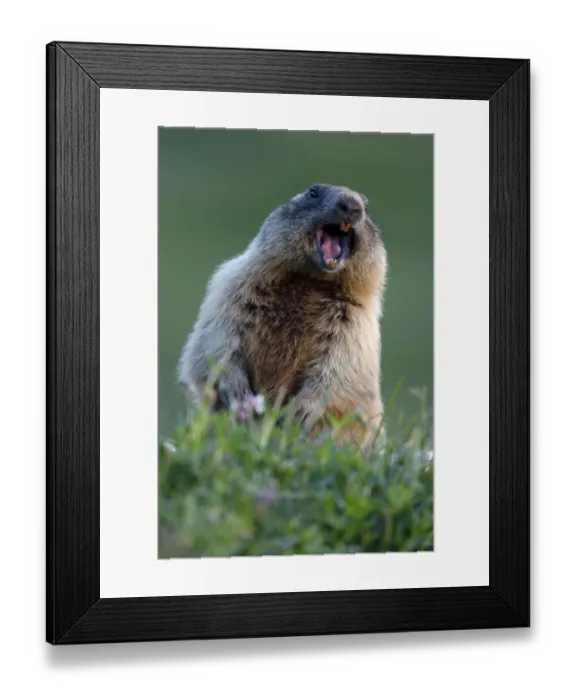 Framed Print : Alpine marmot (Marmota marmota) alert, Hohe Tauern National Park, Austria, July 2008 Framed Print : Alpine marmot (Marmota marmota) alert, Hohe Tauern National Park, Austria, July 2008