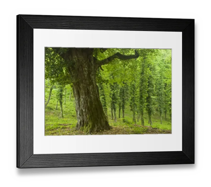 Framed Print : Trees in the Foresta Umbra, Gargano National Park, Gargano Peninsula, Apulia, Italy Framed Print : Trees in the Foresta Umbra, Gargano National Park, Gargano Peninsula, Apulia, Italy