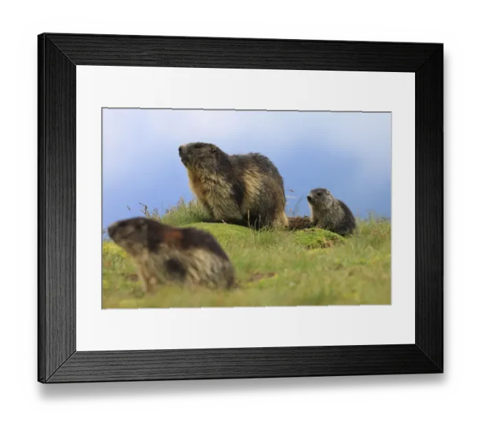 Framed Print : Alpine marmot (Marmota marmota) family, adults and cub, Hohe Tauern National Park Framed Print : Alpine marmot (Marmota marmota) family, adults and cub, Hohe Tauern National Park