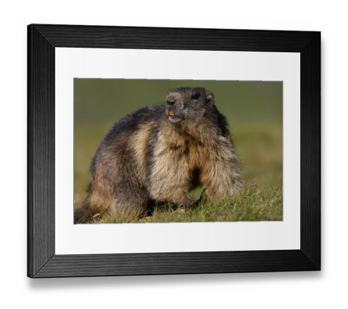 Framed Print : Alpine marmot (Marmota marmota) Hohe Tauern National Park, Austria, July 2008 Framed Print : Alpine marmot (Marmota marmota) Hohe Tauern National Park, Austria, July 2008