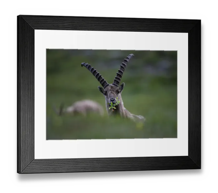 Framed Print : Alpine ibex (Capra ibex ibex) grazing, Hohe Tauern National Park, Austria, July 2008 Framed Print : Alpine ibex (Capra ibex ibex) grazing, Hohe Tauern National Park, Austria, July 2008