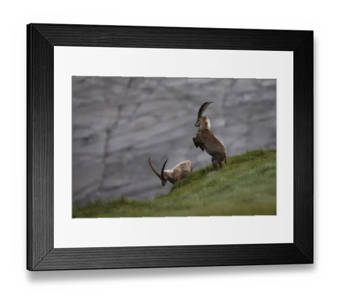 Framed Print : Alpine ibex (Capra ibex ibex) fighting in front of a glacier, Hohe Tauern National Park Framed Print : Alpine ibex (Capra ibex ibex) fighting in front of a glacier, Hohe Tauern National Park