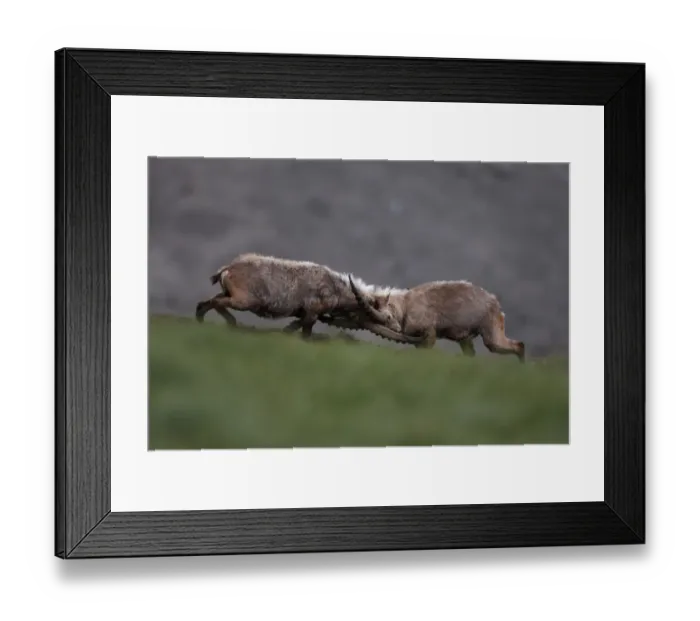 Framed Print : Alpine ibex (Capra ibex ibex) fighting, Hohe Tauern National Park, Austria, July 2008 Framed Print : Alpine ibex (Capra ibex ibex) fighting, Hohe Tauern National Park, Austria, July 2008