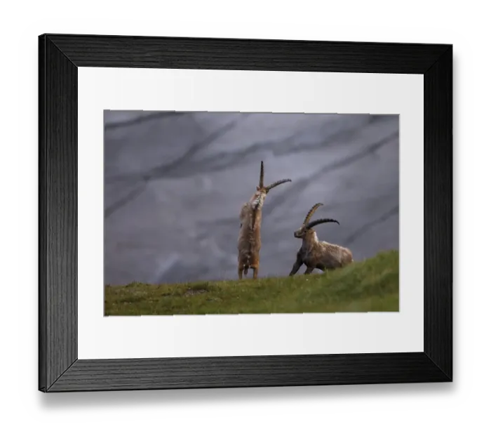 Framed Print : Alpine ibex (Capra ibex ibex) fighting in front of a glacier, Hohe Tauern National Park Framed Print : Alpine ibex (Capra ibex ibex) fighting in front of a glacier, Hohe Tauern National Park