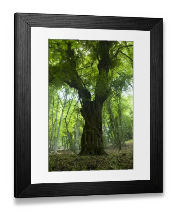 Framed Print : Old tree, Foresta Umbra, Gargano National Park, Gargano Peninsula, Apulia, Italy Framed Print : Old tree, Foresta Umbra, Gargano National Park, Gargano Peninsula, Apulia, Italy